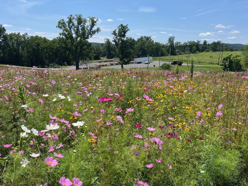August blooms over pole yard