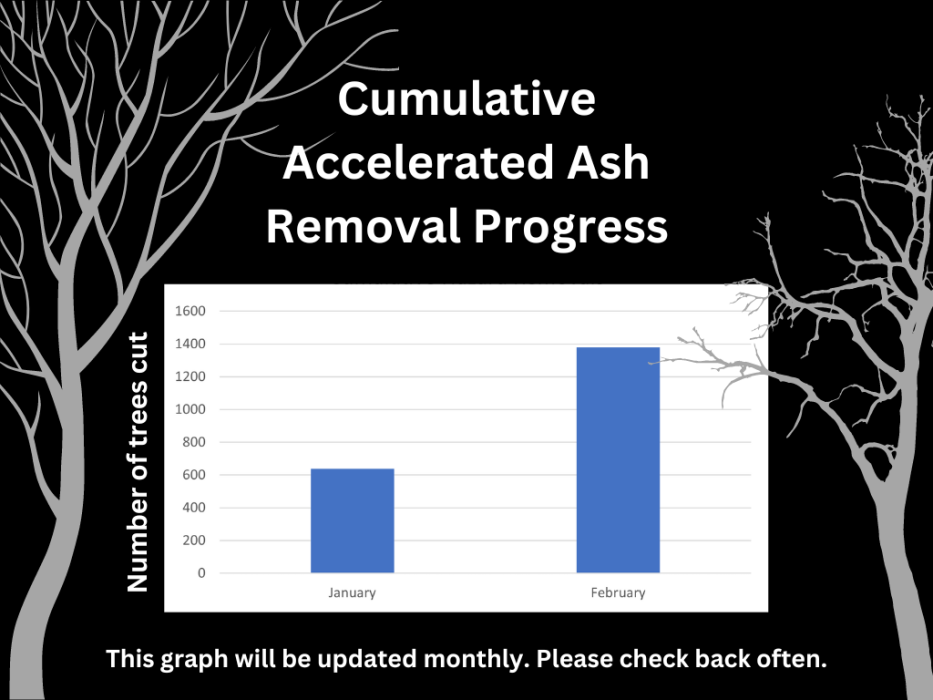 Graph showing cumulative number of ash and danger trees removed by month